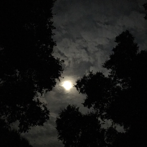 ChinaCatSunflower - Picture 4 of 6